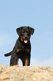 BEAUCERON - PUPPIES 130